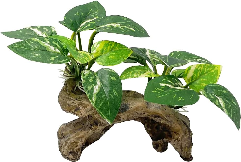 A Type-C Smoothedo-Pets driftwood cave aquarium decoration, showing its intricate texture and round shape suitable for fish t