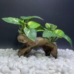 A Type-C Smoothedo-Pets driftwood cave aquarium decoration, showing its intricate texture and round shape suitable for fish t