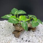 A Type-C Smoothedo-Pets driftwood cave aquarium decoration, showing its intricate texture and round shape suitable for fish t