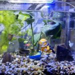 A clear bag filled with 5 pounds of multicolor, rounded 1/4-inch natural river rocks, suitable for aquariums and plants.